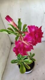 Planta Dobrada 3014 – 35cm – 03 anos - Imagem 5