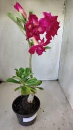 Planta Dobrada 3014 – 35cm – 03 anos - Imagem 7