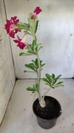 Planta Dobrada 3014 – 35cm – 03 anos - Imagem 6