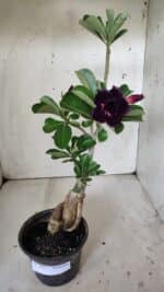 Planta Dobrada 3015 – 35cm – 03 anos - Imagem 2