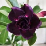 Planta Dobrada 3015 – 35cm – 03 anos