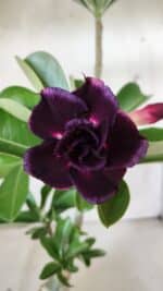 Planta Dobrada 3015 – 35cm – 03 anos