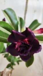 Planta Dobrada 3015 – 35cm – 03 anos - Imagem 4