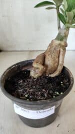 Planta Dobrada 3015 – 35cm – 03 anos - Imagem 6