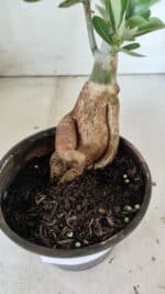 Planta Dobrada 3015 – 35cm – 03 anos - Imagem 9