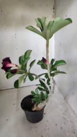 Planta Dobrada 3015 – 35cm – 03 anos - Imagem 7