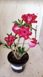 Planta Dobrada 3016 – 30cm – 02 anos - Imagem 2