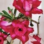 Planta Dobrada 3016 – 30cm – 02 anos