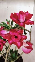 Planta Dobrada 3016 – 30cm – 02 anos