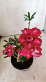 Planta Dobrada 3016 – 30cm – 02 anos - Imagem 3