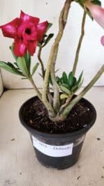 Planta Dobrada 3016 – 30cm – 02 anos - Imagem 7