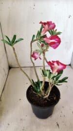 Planta Dobrada 3016 – 30cm – 02 anos - Imagem 6