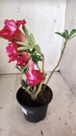 Planta Dobrada 3016 – 30cm – 02 anos - Imagem 5