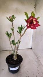 Planta Dobrada 3017 – 30cm – 02 anos - Imagem 2