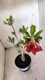 Planta Dobrada 3017 – 30cm – 02 anos - Imagem 4