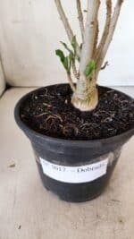 Planta Dobrada 3017 – 30cm – 02 anos - Imagem 7