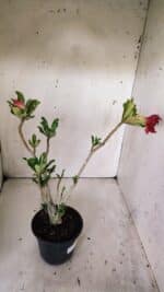 Planta Dobrada 3017 – 30cm – 02 anos - Imagem 6