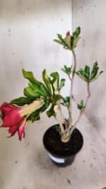 Planta Dobrada 3017 – 30cm – 02 anos - Imagem 5