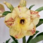 Planta Dobrada 3018 – 30cm – 02 anos