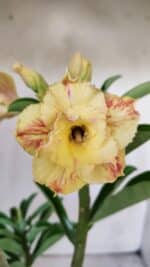 Planta Dobrada 3018 – 30cm – 02 anos