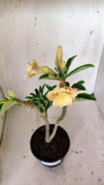 Planta Dobrada 3018 – 30cm – 02 anos - Imagem 4