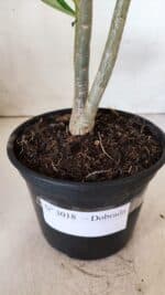 Planta Dobrada 3018 – 30cm – 02 anos - Imagem 7