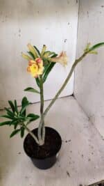 Planta Dobrada 3018 – 30cm – 02 anos - Imagem 6