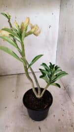 Planta Dobrada 3018 – 30cm – 02 anos - Imagem 5