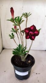 Planta Dobrada 3019 – 30cm – 02 anos - Imagem 2