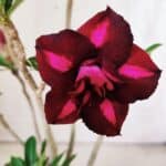 Planta Dobrada 3019 – 30cm – 02 anos