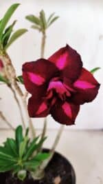 Planta Dobrada 3019 – 30cm – 02 anos