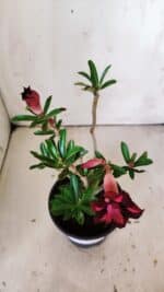 Planta Dobrada 3019 – 30cm – 02 anos - Imagem 4