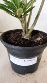 Planta Dobrada 3019 – 30cm – 02 anos - Imagem 7