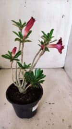 Planta Dobrada 3019 – 30cm – 02 anos - Imagem 6