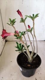 Planta Dobrada 3019 – 30cm – 02 anos - Imagem 5