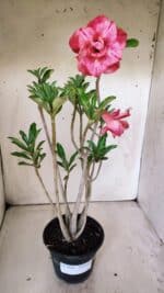 Planta Dobrada 3020 – 35cm – 03 anos - Imagem 2