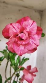 Planta Dobrada 3020 – 35cm – 03 anos