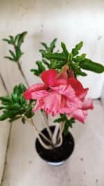 Planta Dobrada 3020 – 35cm – 03 anos - Imagem 4