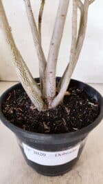 Planta Dobrada 3020 – 35cm – 03 anos - Imagem 8