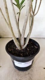 Planta Dobrada 3020 – 35cm – 03 anos - Imagem 7