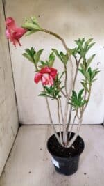 Planta Dobrada 3020 – 35cm – 03 anos - Imagem 5