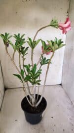 Planta Dobrada 3020 – 35cm – 03 anos - Imagem 6
