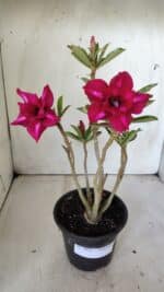 Planta Dobrada 3020 – 30cm – 02 anos - Imagem 2