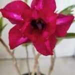 Planta Dobrada 3020 – 30cm – 02 anos