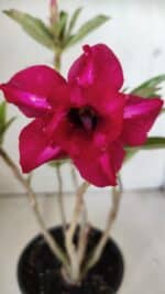 Planta Dobrada 3020 – 30cm – 02 anos