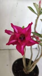 Planta Dobrada 3020 – 30cm – 02 anos - Imagem 4