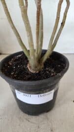 Planta Dobrada 3020 – 30cm – 02 anos - Imagem 8