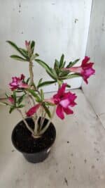 Planta Dobrada 3020 – 30cm – 02 anos - Imagem 7