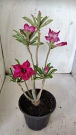 Planta Dobrada 3020 – 30cm – 02 anos - Imagem 6