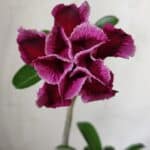 Planta Dobrada 3022 – 30cm – 02 anos